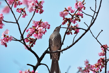 ヒヨドリと桜