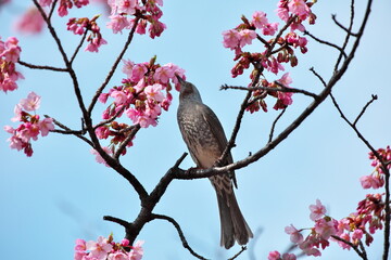 ヒヨドリと桜