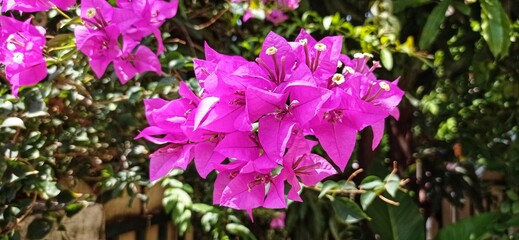 flowers in the garden