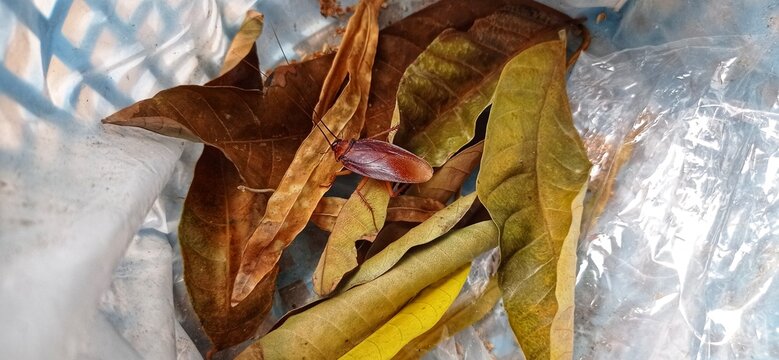 Cockroach on the leaves - Powered by Adobe