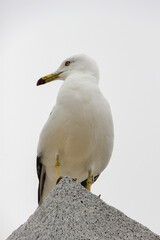 羽を休めるカモメ
