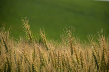 黄金色の麦の穂
