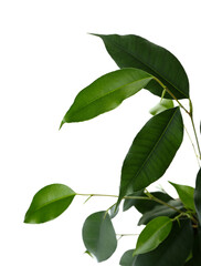 Ficus benjamina on white background, closeup