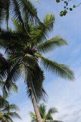 Fototapeta na wymiar Palm tree from Costa Rican beaches