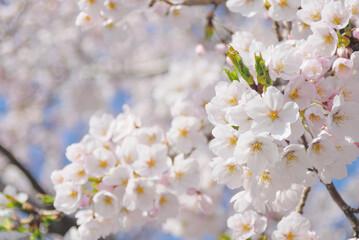sakura japan,  桜