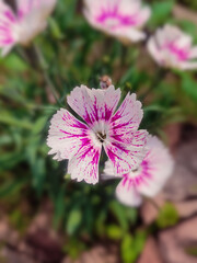pink flower in the garden