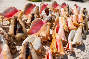 Dominican Republic. Punta cana souvenirs on the beach giant Lambi seashells.