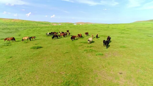 Aerial view, mares and ponies walking freely on the pasture