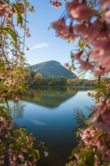 Collection de cerisier du Japon, lac de la Balme de Sillingy