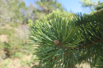 pine tree branches