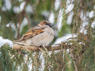 Sparrow sits on a fir branch with snow in winter