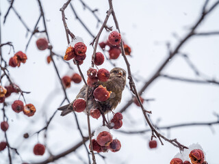 Red Crossbill female sitting on the tree branch and eats wild apple berries. Crossbill bird eats...