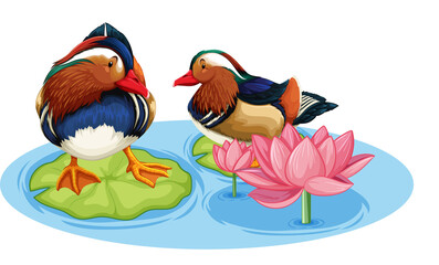 Two ducks in pond with lotus flower