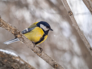 Fototapeta premium Cute bird Great tit, songbird sitting on a branch without leaves in the autumn or winter.