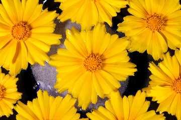 水に浮いたオオキンケイギクの花