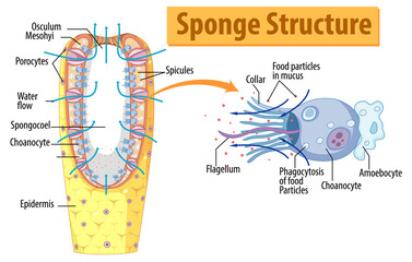 Diagram showing structure of sponge