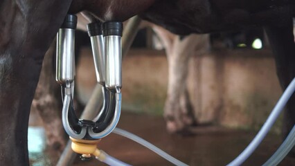 Cow milking machine is working in a dairy cow farm.