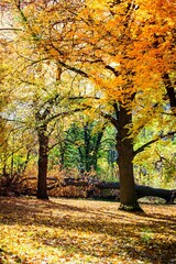 Fototapeta premium autumn in the forest