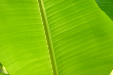 Close-up Banana leaf and stem background texture green