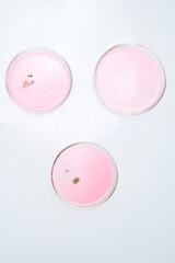 Above angle of three petri dishes containing mold grown in pink substance specially for scientific experiment or investigation