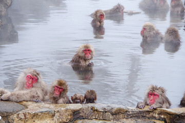 温泉と猿　Monkeys relaxing in a Japanese hot spring