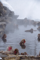 温泉と猿
