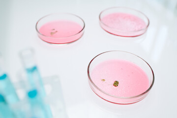 Group of petri dishes containing pink substance necessary for growing mold or new bacteria for special scientific experiment or research
