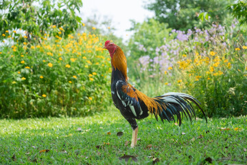 White tail yellow cock of Thailand. Native local white tail yellow rooster from Thailand. 