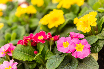 Young fresh succulent bright plants