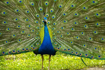 Obraz premium Paon, dans des couleurs sublimes, faisant la roue dans parc, très graphique proche d'une peinture