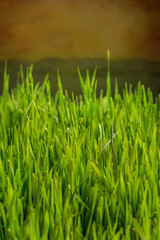 Green grass