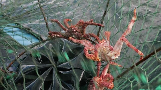 Fishing crabs in the ocean. Closeup view of two spider crabs, Lithodes santolla, caught in a fishing trap.