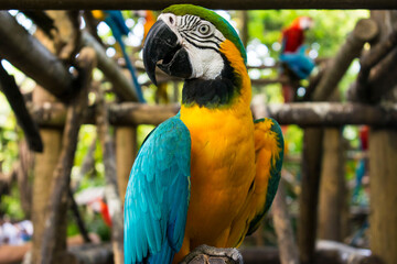 blue and yellow macaw in park