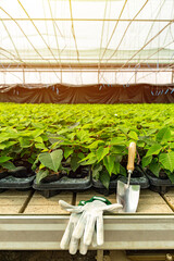 Green poinsettia Christmas star flower planted in greenhouse, traditional Christmas floral decoration