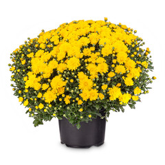 Bouquet of yellow chrysanthemum