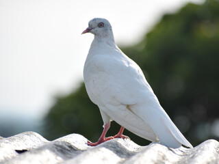 close up of a white dove