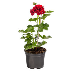 Geranium or pelargonium flower