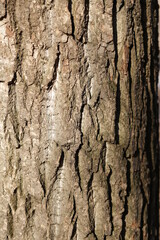 close-up of a tree's bark