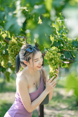 Woman harvesting grapes outdoors in vineyard.