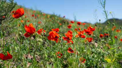 Obraz premium Red flowers on green hills