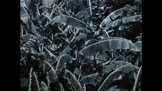 Jungle on Guadeloupe 1938 - Views from a jungle on the Island of Guadeloupe include wild bananas, in 1938.