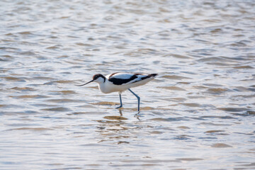 Water bird pied avocet, Recurvirostra avosetta, feeding in the lake. The pied avocet is a large black and white wader with long, upturned beak