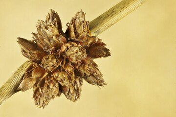 Magnified, isolated Knobby Club Rush (Ficinia nodosa) flower spike with seed head