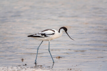 Water bird pied avocet, Recurvirostra avosetta, feeding in the lake. The pied avocet is a large...