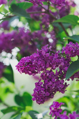 Beautiful, purple lilacs blooming during spring in Canada.