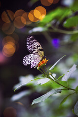 Black and white butterfly feeds on a yellow flower, in front of twinkle lights, at the conservatory. 