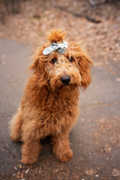 Curly, red, goldendoodle puppy with a bow in their hair. 