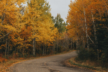 Fototapeta premium A country road, with yellow and golden leaves, in autumn in Canada.