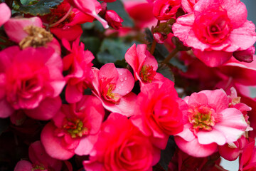Rain drops or dew drops found on a pink flower in the summertime. 