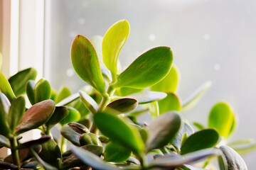 Fototapeta A jade plant (crassula ovata) sitting on the windowsill and soaking up the sunshine.  obraz